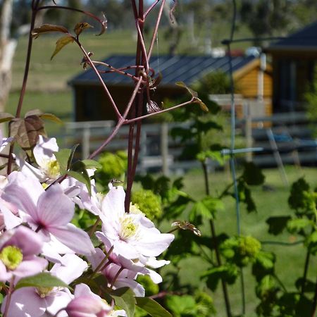 Hazelcreek Cottages Exeter Exterior foto