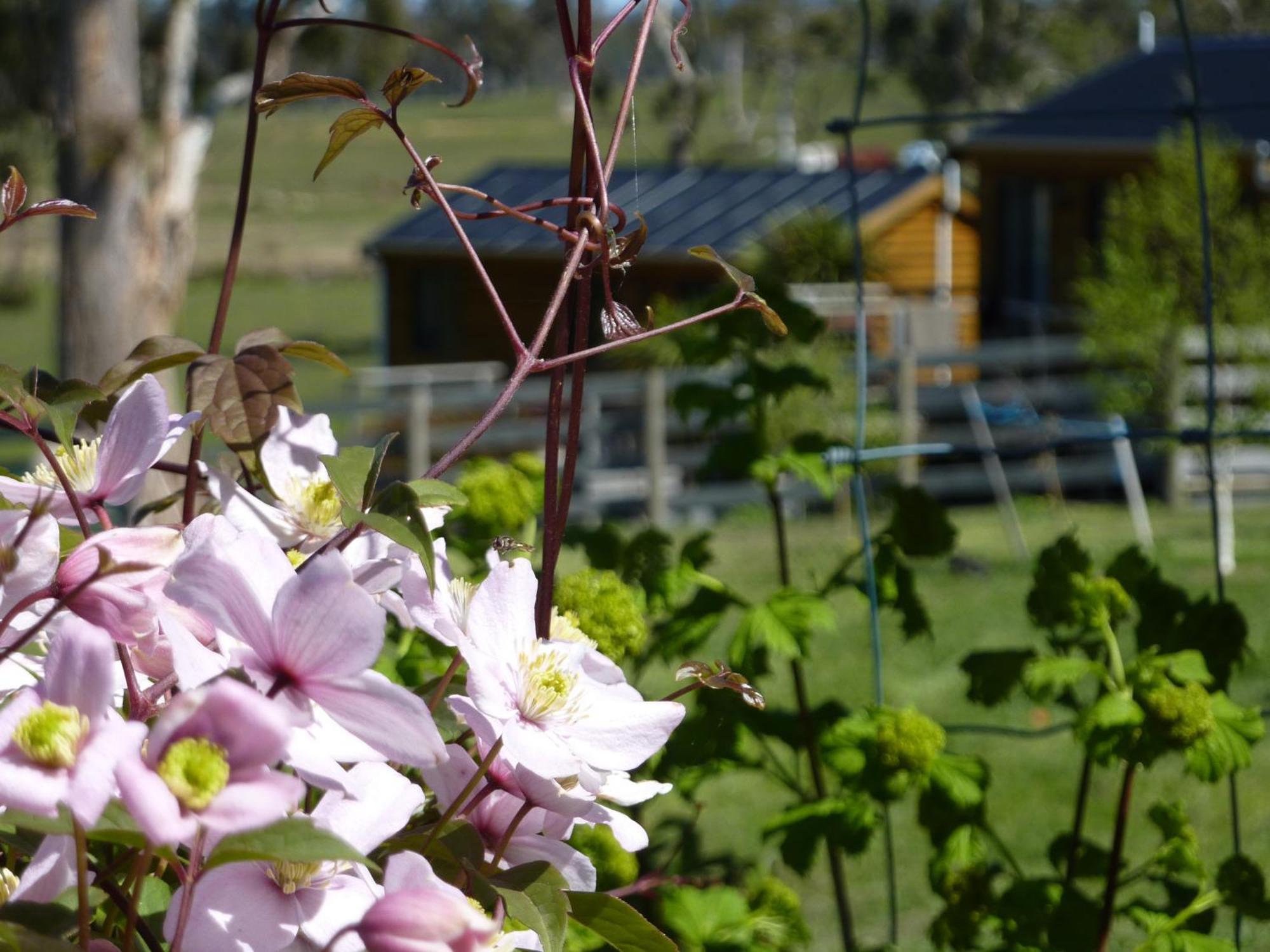 Hazelcreek Cottages Exeter Exterior foto